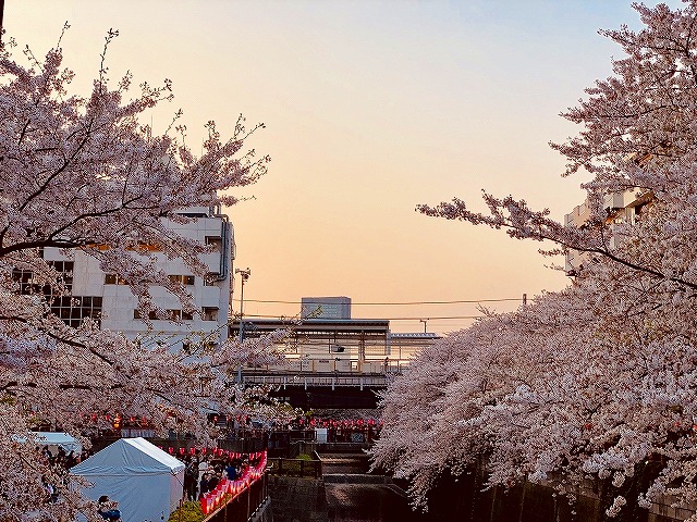 目黒川 桜 東急東横線 中目黒 レンタルスタジオ レンタルスペース 日比谷線 貸スタジオ